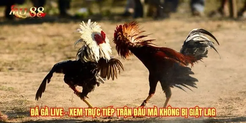 Đá gà Live - Xem Trực Tiếp Trận Đấu Mà Không Bị Giật Lag